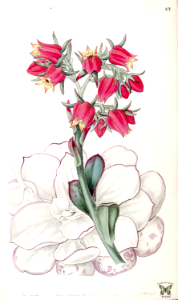 Echeveria fulgens [as Echeveria retusa]. Blunt-leaved Echeveria. Edwards's Botanical Register vol.33 (1847) [Sarah Ann Drake]. Free illustration for personal and commercial use.