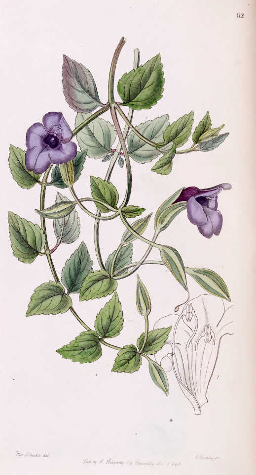 Torenia concolor. Trailing plant with blue to blue-purple flowers from May to November. Native to China, Laos, and Viet Nam. Edwards's Botanical Register v.32 (1846) [Sara Ann Drake]