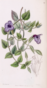 Torenia concolor. Trailing plant with blue to blue-purple flowers from May to November. Native to China, Laos, and Viet Nam. Edwards's Botanical Register v.32 (1846) [Sara Ann Drake]. Free illustration for personal and commercial use.