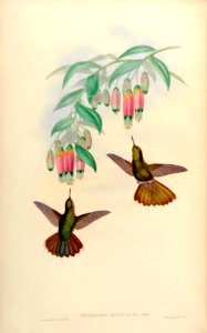 Bomarea andimarcana. A monograph of the Trochilidæ, or family of humming-birds, vol. 3 (1861). Free illustration for personal and commercial use.