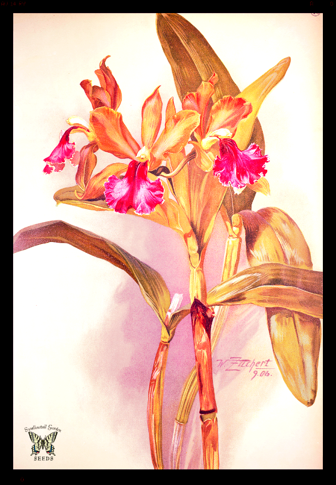 Cattley Iris [as Cattleya x Iris] A cross between C. dowiana and C. bicolor. Nearly all yellow Cattleya hybrids have this orchid as an ancestor. Orchis (1907)