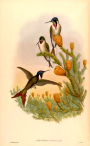 Chuquiraga jussieui. A monograph of the Trochilidæ, or family of humming-birds, vol. 6 (1887) [J. Gould & H.C. Richter]