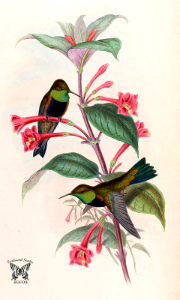 Fuchsia macrostigma attracting hummingbirds. A monograph of the Trochilidæ, or family of humming-birds, vol. 2 (1861) [J. Gould & H.C. Richter]. Free illustration for personal and commercial use.