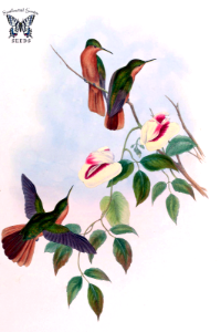 High climbing Clitoria sp., hosts hummingbirds on its branch. A monograph of the Trochilidæ, or family of humming-birds, vol. 2 (1861) [J. Gould & H.C. Richter]. Free illustration for personal and commercial use.
