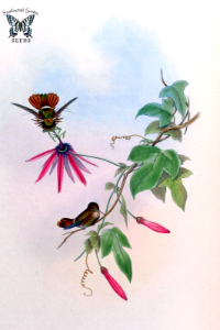 Passiflora kermesina. A monograph of the Trochilidæ, or family of humming-birds, vol. 3 (1861) [J. Gould & H.C. Richter]