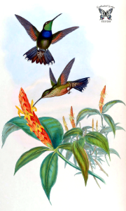 Aphelandra. Aphelandra variegata with hummingbirds feeding on  flowers. A monograph of the Trochilidæ, or family of humming-birds, vol. 2 (1861) [J. Gould & H.C. Richter]