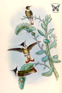 Echeveria. A monograph of the Trochilidæ, or family of humming-birds, vol. 6 (1887) [J. Gould & H.C. Richter]. Free illustration for personal and commercial use.