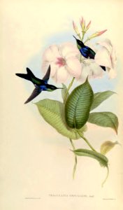Mandevilla splendens. Large pink flowers and heavy textured leaves make this an elegant climber. A monograph of the Trochilidæ, or family of humming-birds, vol. 2 (1861) [J. Gould & H.C. Richter]