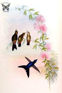 Calliandra brevipes. A monograph of the Trochilidæ, or family of humming-birds, vol. 3 (1861). Free illustration for personal and commercial use.