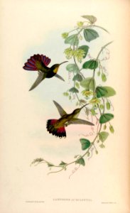 Passiflora penduliflora. A monograph of the Trochilidæ, or family of humming-birds, vol. 2 (1861) [J. Gould & H.C. Richter]. Free illustration for personal and commercial use.