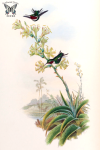 Agave maculosa. A monograph of the Trochilidæ, or family of humming-birds, vol. 3 (1861) [J. Gould & H.C. Richter]. Free illustration for personal and commercial use.