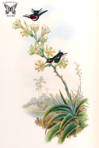 Agave maculosa. A monograph of the Trochilidæ, or family of humming-birds, vol. 3 (1861) [J. Gould & H.C. Richter]