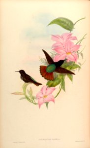 Mandevilla martiana. A monograph of the Trochilidæ, or family of humming-birds, vol. 3 (1861) [J. Gould & H.C. Richter]