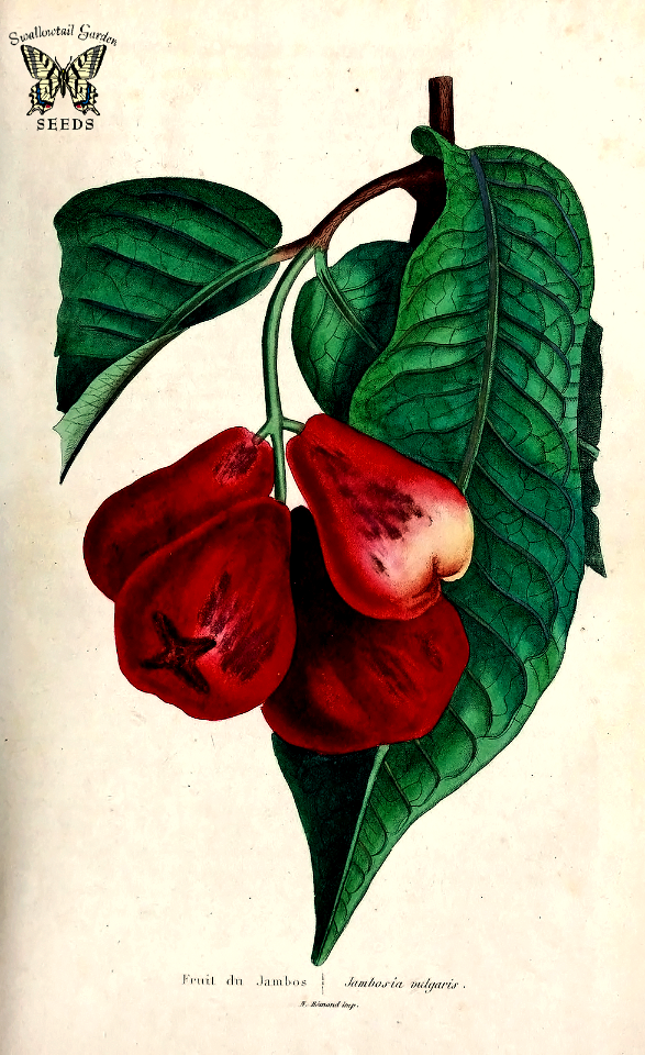 Rose apple. Gulab Jamun.  Syzygium jambos. Related to guava, looks similar to some guavas. Ripe fruit has strong floral scent. Flavor is highly variable among cultivated varieties. Herbier général de l’amateur. Deuxième Série, vol. 2 (1839-50)