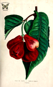 Rose apple. Gulab Jamun. Syzygium jambos. Related to guava, looks similar to some guavas. Ripe fruit has strong floral scent. Flavor is highly variable among cultivated varieties. Herbier général de l’amateur. Deuxième Série, vol. 2 (1839-50). Free illustration for personal and commercial use.