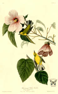 Hibiscus grandiflorus and Blue-winged Yellow Warbler. Birds of America [double elephant folio edition], Audubon, J.J., (1826-1838) [J.J. Audubon]