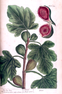 Edible Fig. Ficus carica. Blackwell, E., A curious herbal, vol. 1: t. 125 (1737) [E. Blackwell]. Free illustration for personal and commercial use.