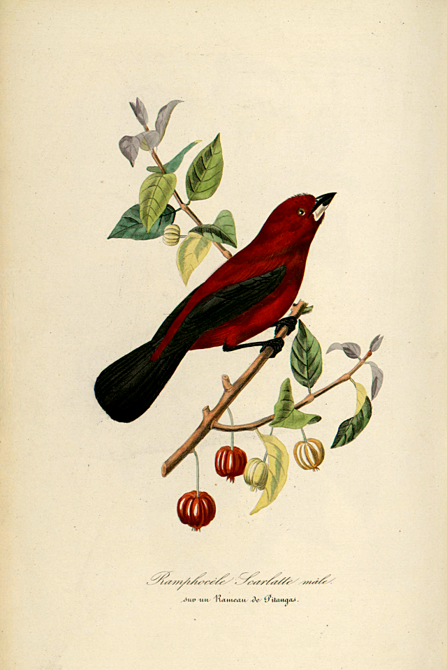 Brazilian tanager male (Ramphocelus bresilius) perched on the branch of a Surinam cherry (Eugenia uniflora).