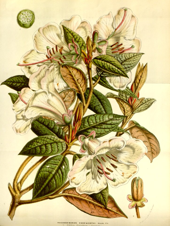 Rhododendron edgeworthii.