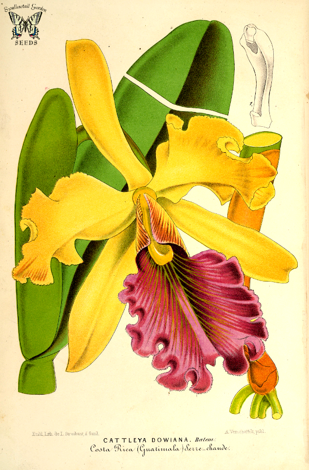 Queen Cattleya. Cattleya dowiana. A particularly beautiful Cattleya. Flower petals and sepals are yellow. Lip is deep crimson purple, veined gold. L’ Illustration horticole, vol. 14  (1866) [P. Stroobant]