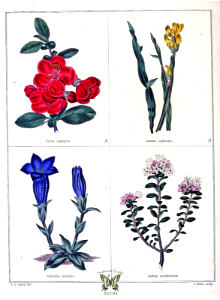 Chaenomeles japonica [as Pyrus japonica], Genista sagittalis, Gentiana acaulis, and Kalmia buxifolia [as Ledum buxifolium] The botanic garden vol. 1 (1825)