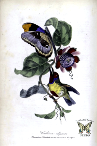 Granadilla, Passion Fruit, Passion Flower vine (Passiflora quadrangularis). Free illustration for personal and commercial use.