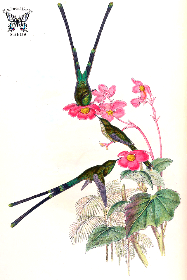 Begonia cinnabarina. A monograph of the Trochilidæ, or family of humming-birds, vol. 3 (1861) [J. Gould & H.C. Richter]