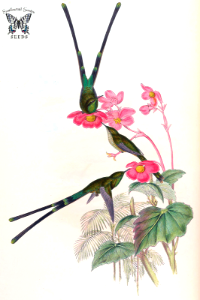 Begonia cinnabarina. A monograph of the Trochilidæ, or family of humming-birds, vol. 3 (1861) [J. Gould & H.C. Richter]. Free illustration for personal and commercial use.