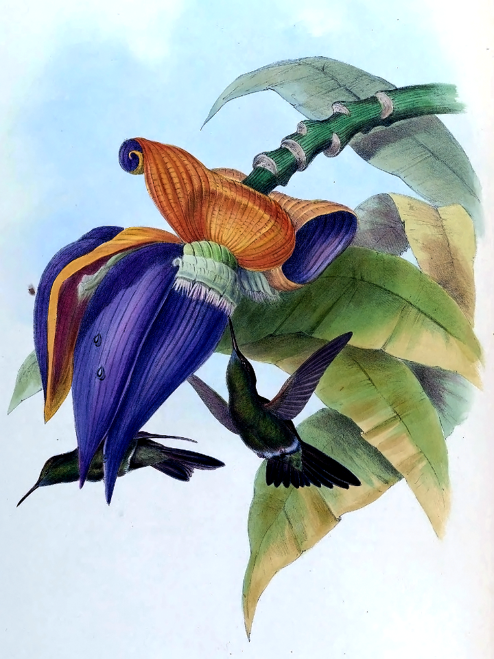 Hummingbird feeding on Banana flower [Musa paradisiaca]  (1861)