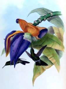 Hummingbird feeding on Banana flower [Musa paradisiaca] (1861). Free illustration for personal and commercial use.