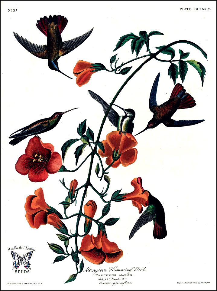 Chinese Trumpet Vine, Trumpet Creeper. Campsis grandiflora [as Tecoma grandiflora] with Mangrove Humming Birds.