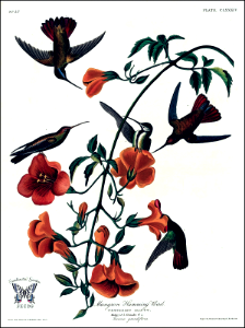 Chinese Trumpet Vine, Trumpet Creeper. Campsis grandiflora [as Tecoma grandiflora] with Mangrove Humming Birds.. Free illustration for personal and commercial use.