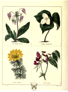Dodecatheon meadia, Trillium grandiflorum, Adonis vernalis, and Lathyrus vernus [as Orobus vernus] The botanic garden vol. 1 (1825). Free illustration for personal and commercial use.
