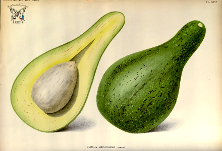 Avocado. Persea-americana [as Persea gratissima] Native to Mexico and Central America. First evidence of it use found in a cave in Coxcatlán, Puebla, Mexico, and dated to 10,000 B.C. The avocado, like the banana, is botanically a berry. (1889). Free illustration for personal and commercial use.