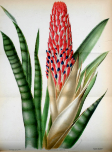 Quesnelia quesneliana. Quesnelia quesneliana. Bright red spikes last 2 months. One of the more cold hardy bromeliads, tolerates temperatures in the upper 20's F. Endemic to Brazil. La Belgique horticole, vol.32 (1882)