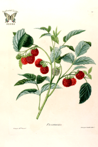 Raspberry. Rubus idaeus.. Free illustration for personal and commercial use.