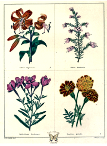 Lilium tigrinum, Erica australis, Epilobium dodnaei, ant Tagetes patula. The botanic garden vol. 1 (1825). Free illustration for personal and commercial use.