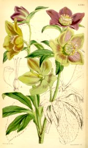 Helleborus dumetorum. Free illustration for personal and commercial use.