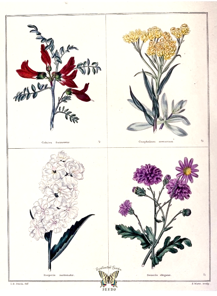 Sutherlandia frutescens [as C. frutescens], Gnaphalium arenarium, Hesperis matronalis, Senecio elegans. The botanic garden vol. 1 (1825)