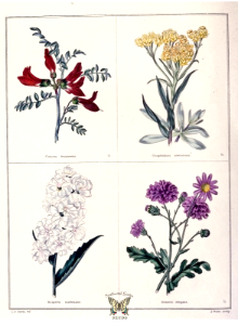 Sutherlandia frutescens [as C. frutescens], Gnaphalium arenarium, Hesperis matronalis, Senecio elegans. The botanic garden vol. 1 (1825). Free illustration for personal and commercial use.