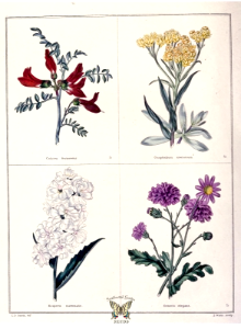 Sutherlandia frutescens [as C. frutescens], Gnaphalium arenarium, Hesperis matronalis, Senecio elegans. The botanic garden vol. 1 (1825)