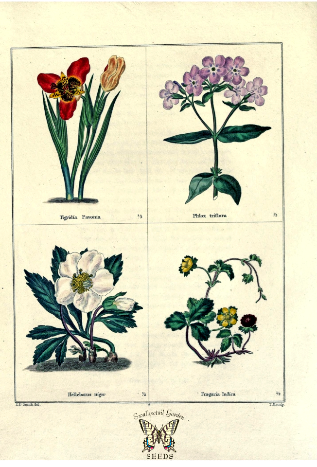 Tigridia pavonia, Phlox triflora, Helleborus niger, and Fragaria indicia. The botanic garden vol. 1 (1825)