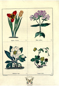 Tigridia pavonia, Phlox triflora, Helleborus niger, and Fragaria indicia. The botanic garden vol. 1 (1825). Free illustration for personal and commercial use.