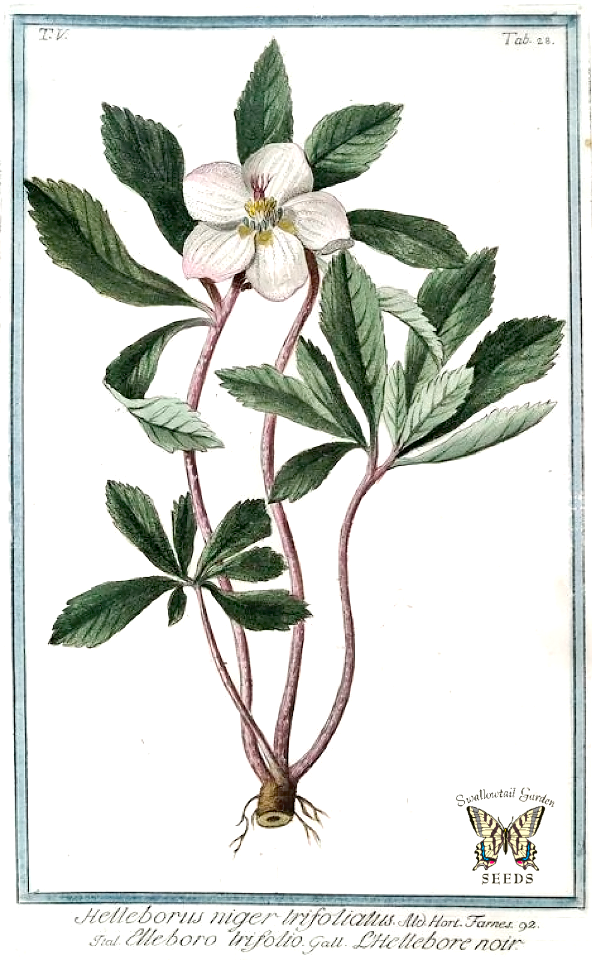 Christmas Rose. Helleborus niger.Bonelli, Giorgio, Hortus Romanus juxta Systema Tournefortianum, vol. 5 (1783-1816)