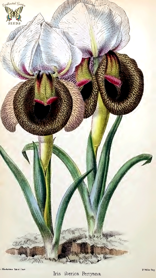 Iris iberica perryana. Flowers very large for the size of the plant. Standards white to cream, with light brown veins. Falls heavily veined, with intense brown to near black signal patch. Leaves gray-green. The Florist and Pomologist (1873)