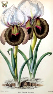 Iris iberica perryana. Flowers very large for the size of the plant. Standards white to cream, with light brown veins. Falls heavily veined, with intense brown to near black signal patch. Leaves gray-green. The Florist and Pomologist (1873)