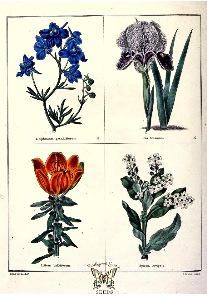 Delphinium grandiflorum, Iris susiana, Lilium bulbiferum, Spiraea laevigata. The botanic garden vol. 1 (1825)