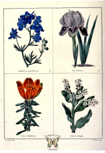 Delphinium grandiflorum, Iris susiana, Lilium bulbiferum, Spiraea laevigata. The botanic garden vol. 1 (1825). Free illustration for personal and commercial use.