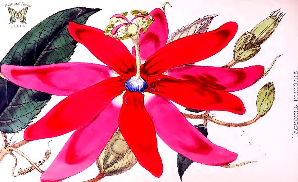 Passion flower. Passiflora insignis [as Tacsonia insignis] Illlustration by Walter Hood Fitch. The Florist and Pomologist (1873)