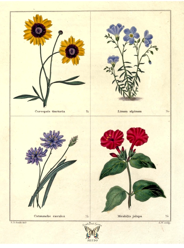 Coreopsis tinctoria, Linum alpinum, Catananche caerulea, Mirabilis ...